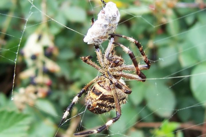 Trapped in the Web